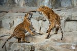 Zoff im Tigergehege - in regelmäßigen Abständen gab's eins auf die Nase! (Foto: Eric)