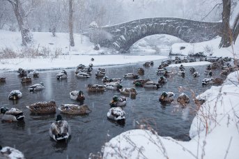 Die Enten im Central Park stört der Sturm scheinbar nicht (Foto: Anthony Quintano/Flickr)