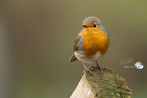 Die einzigen mit Grund, sich beobachtet zu fühlen, waren eigentlich die Tiere im Steglitzer Stadtpark (Foto: Eric)