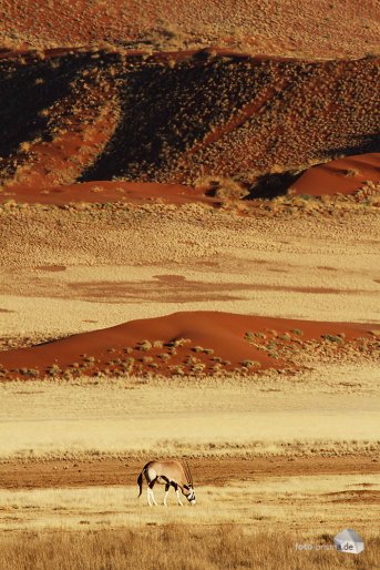 Immer wieder kreuzen einige wenige Tiere wie diese Oryx-Antilope den Weg (Foto: Eric)