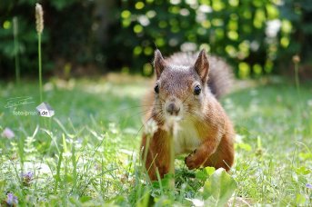 Während des Kameratests: die Eichhörnchen im Park sind äußerst neugierig (Foto: Eric Paul)
