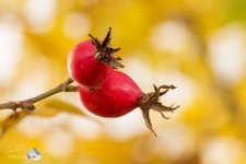 Der Herbst ist die Zeit knallroter Hagebutten (Foto: Eric Paul)