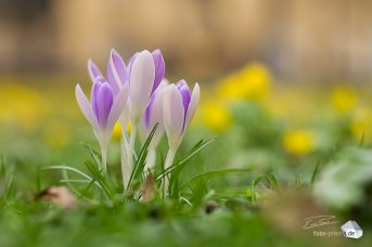 Blumen in der Freizeit fotografiert - und im Blatt gedruckt... (Foto: Eric Paul)