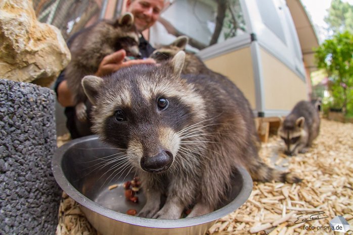 Als Fotojournalist komme ich gelegentlich auch auf Termine mit Tieren - gut für die Seele! (Foto: Eric Paul/BILD München)