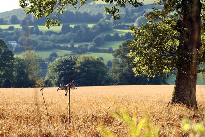 Die Landschaft Irlands ist mit seinen vielen Facetten atemberaubend (Foto: Eric Paul)
