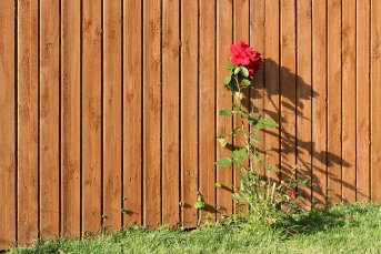 Eine Rose wächst an einer Holzwand hinauf- die irischen Gärten sind oft ansehnlich bepflanzt (Foto: Eric Paul)