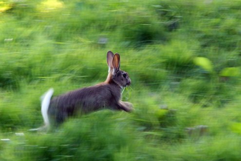 Ein Hase jagd aufgescheucht über eine Wiese (Foto: Eric Paul)
