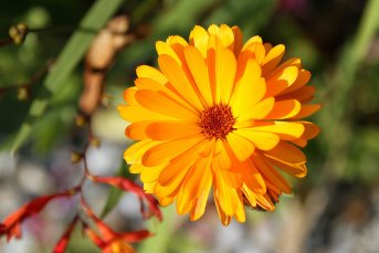 Blumen sind vielerorts im County Wicklow zu finden (Foto: Eric Paul)
